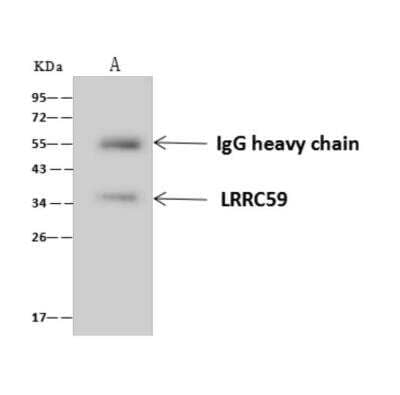 Immunoprecipitation: LRRC59 Antibody [NBP3-06264]