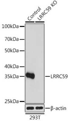 Knockout Validated: LRRC59 Antibody - BSA Free [NBP3-15529]