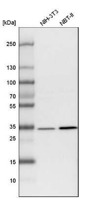 Western Blot: LRRC59 Antibody [NBP1-93952]