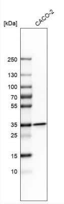 Western Blot: LRRC59 Antibody [NBP1-93953]