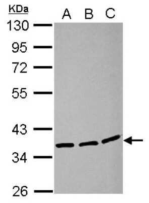 Western Blot: LRRC59 Antibody [NBP2-17172]