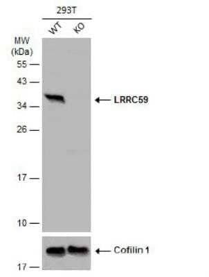 Western Blot: LRRC59 Antibody [NBP2-17172]