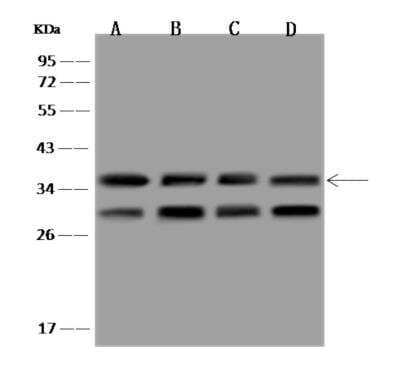 Western Blot: LRRC59 Antibody [NBP3-06264]