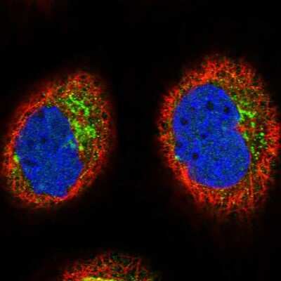 Immunocytochemistry/ Immunofluorescence: LRRC63 Antibody [NBP1-90670]