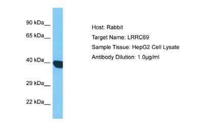 Western Blot: LRRC69 Antibody [NBP2-83162]