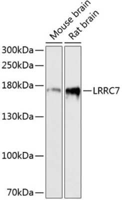 Western Blot: LRRC7 AntibodyAzide and BSA Free [NBP3-05643]