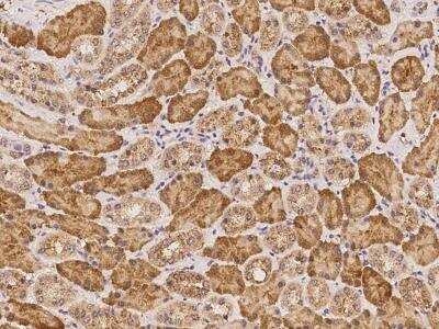 Immunohistochemistry-Paraffin: LRRC74A Antibody [NBP3-06240]