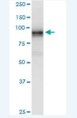 Western Blot: LRRC8A Antibody (8H9) [H00056262-M04-100ug]