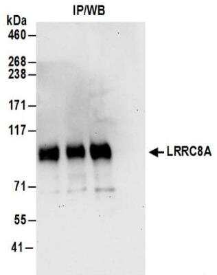Immunoprecipitation: LRRC8A Antibody [NBP2-32158]