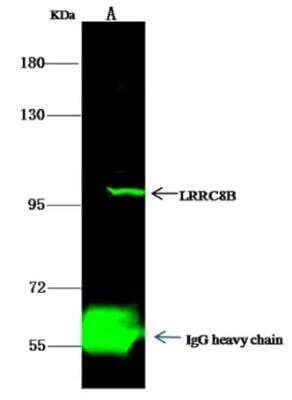 Immunoprecipitation: LRRC8B Antibody [NBP2-99221]
