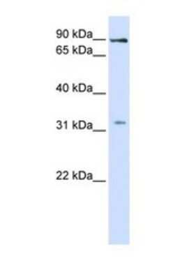 Western Blot: LRRC8B Antibody [NBP1-59628]