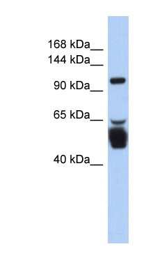 Western Blot: LRRC8B Antibody [NBP1-59968]