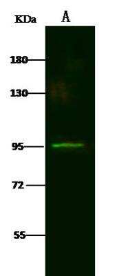 Western Blot: LRRC8B Antibody [NBP2-99221]