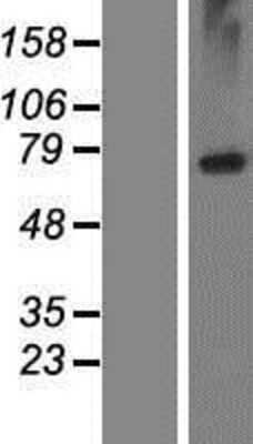 Western Blot: LRRC8E Overexpression Lysate [NBP2-06249]