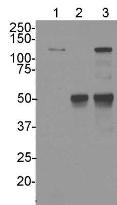 Immunoprecipitation: LRRFIP1 Antibody [NBP1-71835]