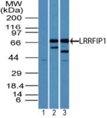 Western Blot: LRRFIP1 Antibody [NBP2-24672]