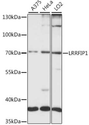 Western Blot: LRRFIP1 AntibodyAzide and BSA Free [NBP3-05115]