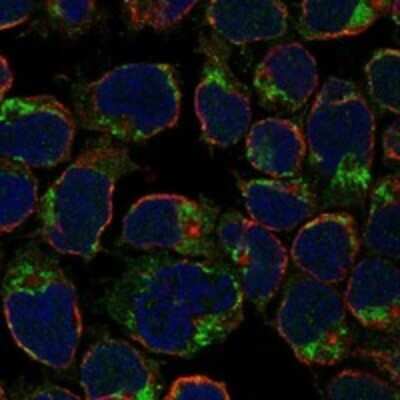 Immunocytochemistry/ Immunofluorescence: LRRIQ4 Antibody [NBP3-17601]