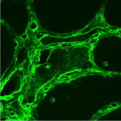 Immunohistochemistry-Frozen: LRRK2 Antibody - BSA Free [NB300-268]