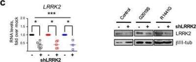 Knockdown Validated: LRRK2 Antibody [NB110-58771]