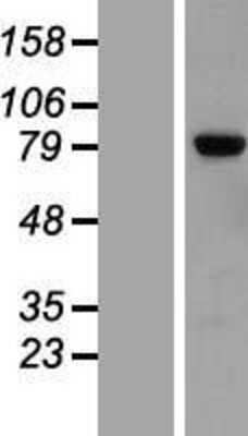 Western Blot: LRRN2 Overexpression Lysate [NBP2-09829]