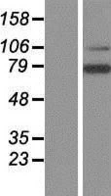 Western Blot: LRRN3/NLRR-3 Overexpression Lysate [NBP2-06818]