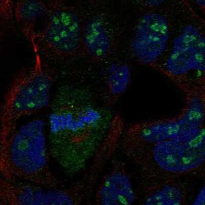 Immunocytochemistry/ Immunofluorescence: LRRN4 Antibody [NBP2-56591]