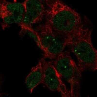 Immunocytochemistry/ Immunofluorescence: LRRTM3 Antibody [NBP3-17882]