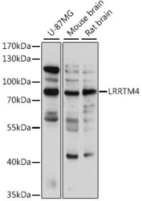 Western Blot: LRRTM4 AntibodyAzide and BSA Free [NBP3-04951]