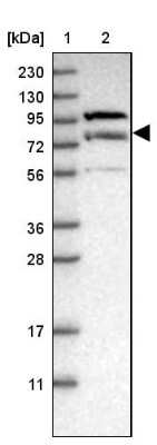 Western Blot: LRSAM1 Antibody [NBP1-82016]