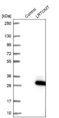 Western Blot: LRTOMT Antibody [NBP1-92081]