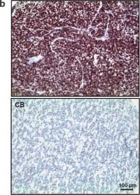Immunohistochemistry-Paraffin: LSD1 Antibody (1B2E5) [NB100-1762]