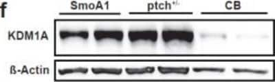 Western Blot: LSD1 Antibody (1B2E5) [NB100-1762]