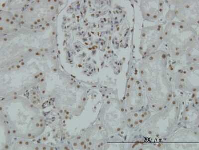 Immunohistochemistry-Paraffin: LSD1 Antibody (2E7) [H00023028-M04]