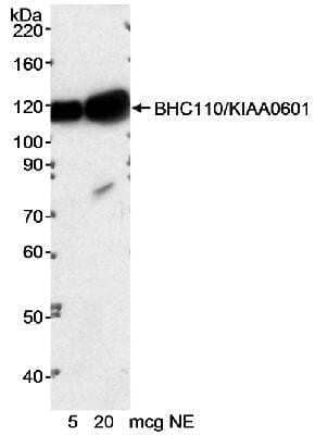 Western Blot: LSD1 Antibody [NB100-536]