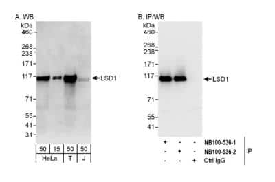 Western Blot: LSD1 Antibody [NB100-536]