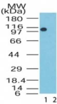 Western Blot: LSD1 Antibody [NB100-56475]