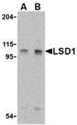 Western Blot: LSD1 AntibodyBSA Free [NBP1-76688]