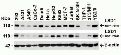 Western Blot: LSD1 AntibodyBSA Free [NBP1-76688]