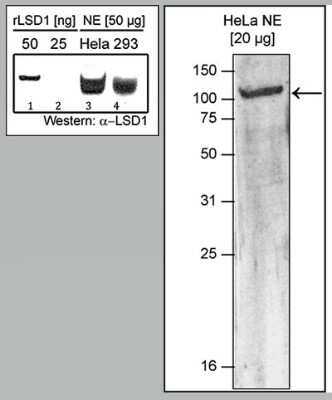 Western Blot: LSD1 Antibody [NBP3-18640]