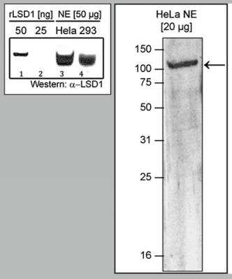 Western Blot: LSD1 Antibody [NBP3-18640]