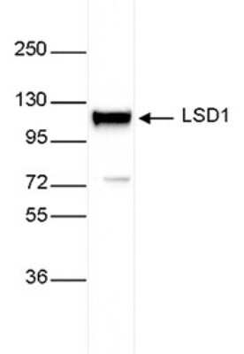 Western Blot: LSD1 Antibody [NBP3-18684]