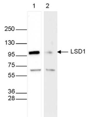 Western Blot: LSD1 Antibody [NBP3-18684]