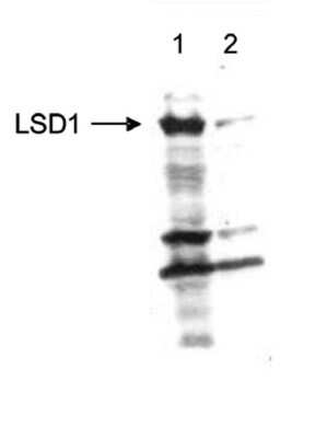 Western Blot: LSD1 Antibody [NBP3-18687]