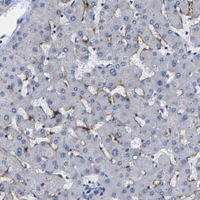 Immunohistochemistry-Paraffin: LSECtin/CLEC4G Antibody [NBP1-82815]