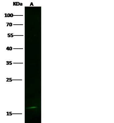 Western Blot: LSM1 Antibody (022) [NBP2-90268]