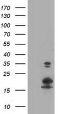 Western Blot: LSM1 Antibody (OTI5C6)Azide and BSA Free [NBP2-72547]