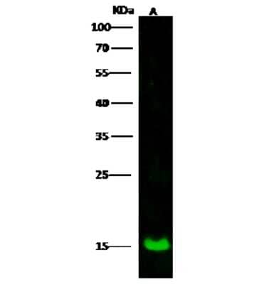 Western Blot: LSM1 Antibody [NBP3-00249]