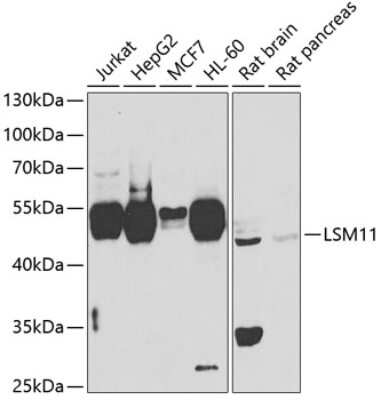 Western Blot: LSM11 AntibodyBSA Free [NBP3-04669]