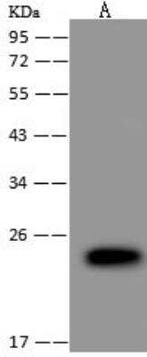 Western Blot: LSM12 Antibody [NBP3-12550]